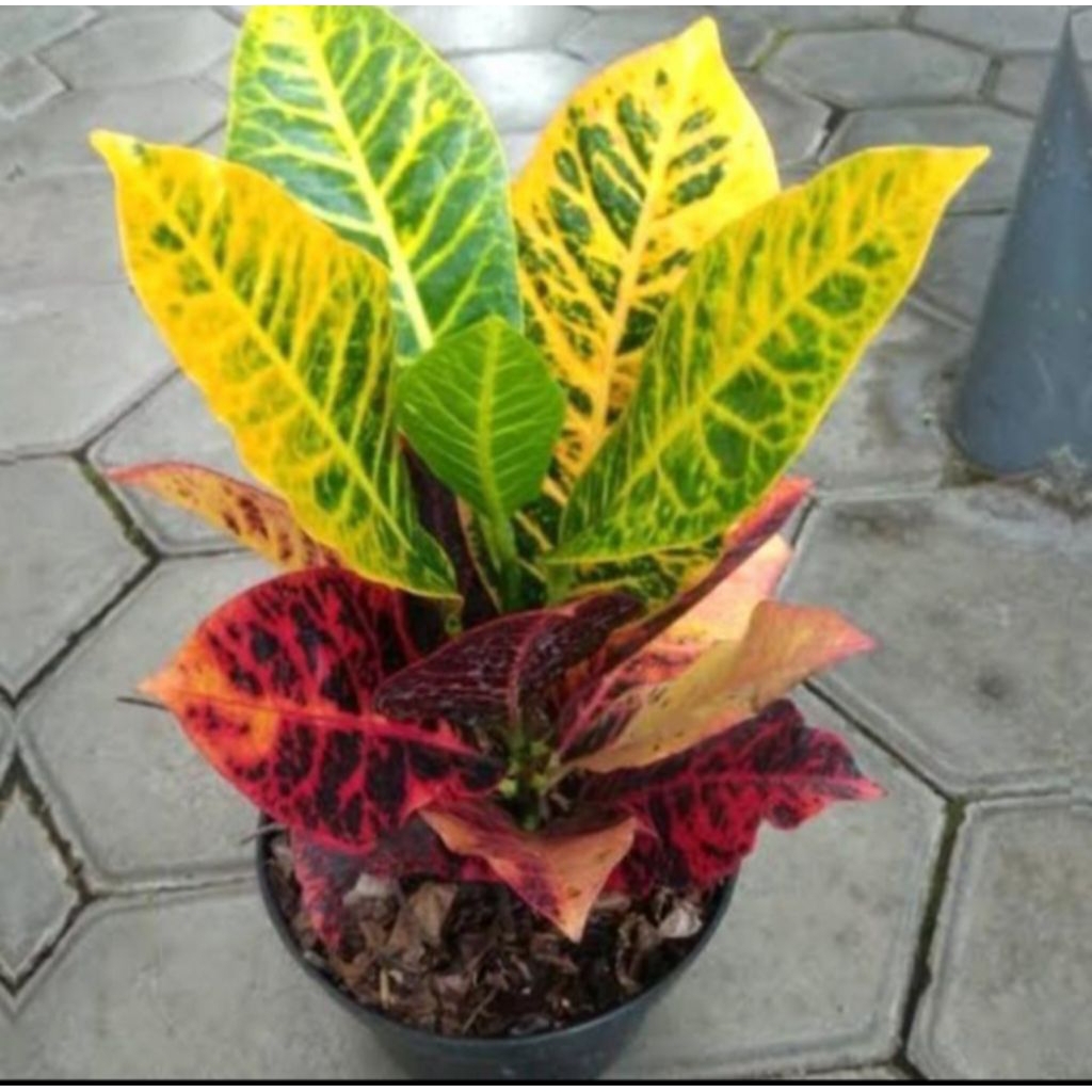 tanaman hias pohon puring worten beauty