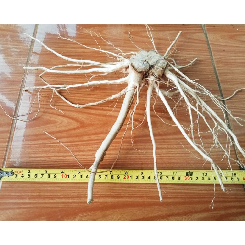 Akar Senggani Bonggol Besar Bahan Hiasan Aquarium / Akar Dekorasi