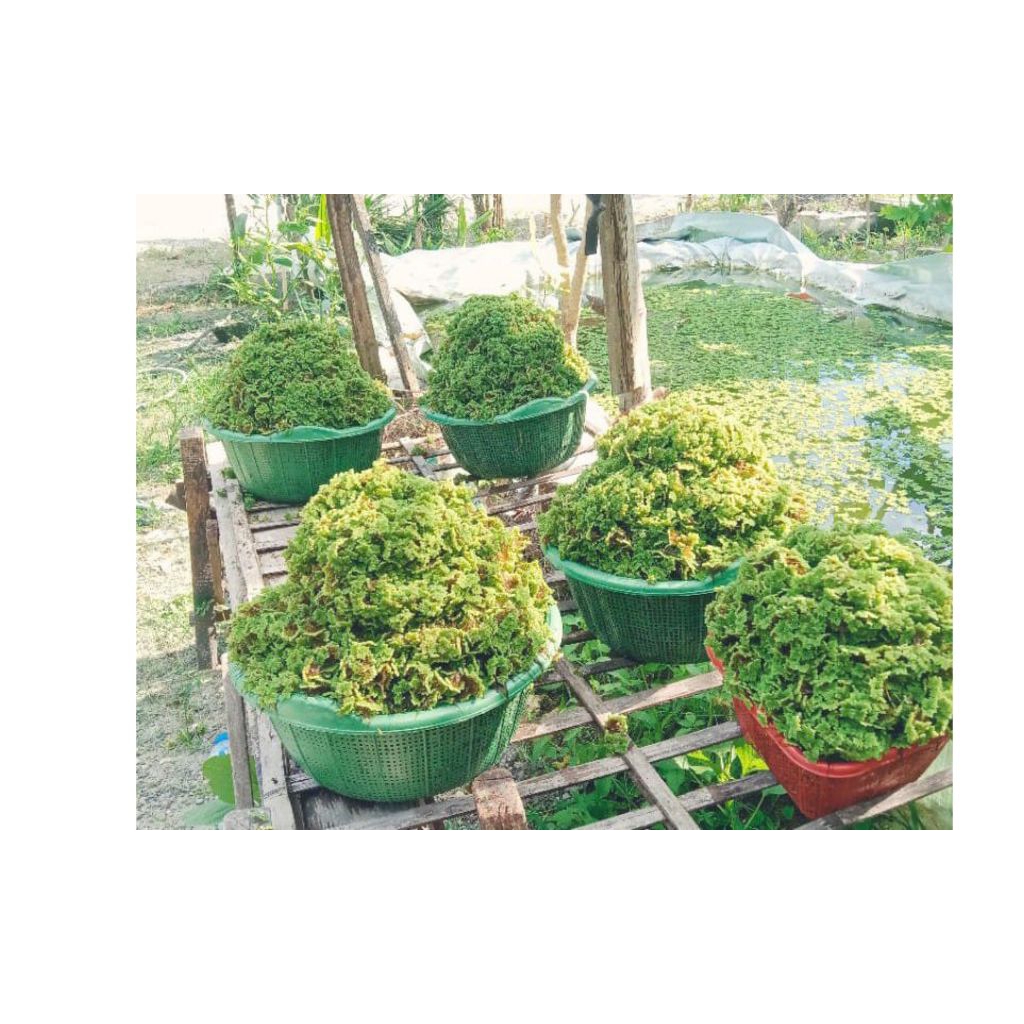 BIBIT AZOLA PAKET KECIL + vitamin azola