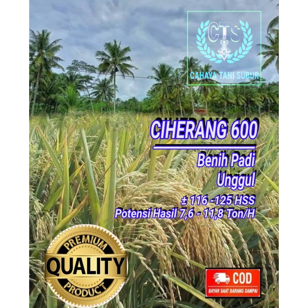 Ciherang 600 Benih Padi Unggul Bibit berkualitas (5kg)