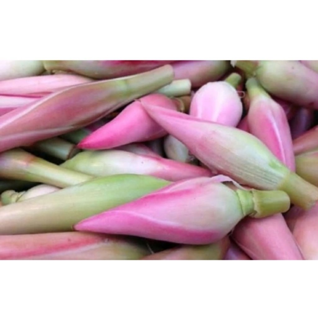 bunga,kecombrang,1kg