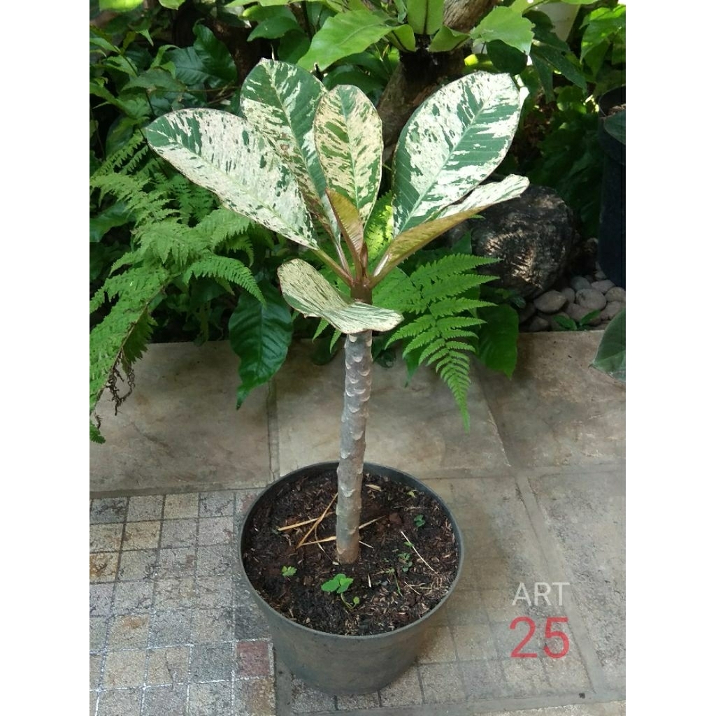 Plumeria Variegata 'Maya' Kamboja Bali Varigata Sesuai Foto