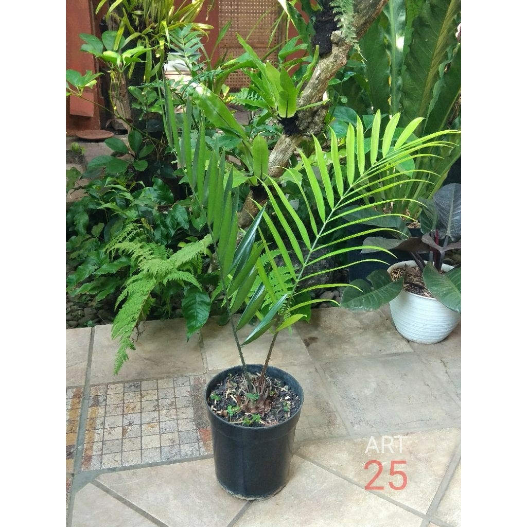 Zamia Loddigesii Sikas Lodigesi Sesuai Foto