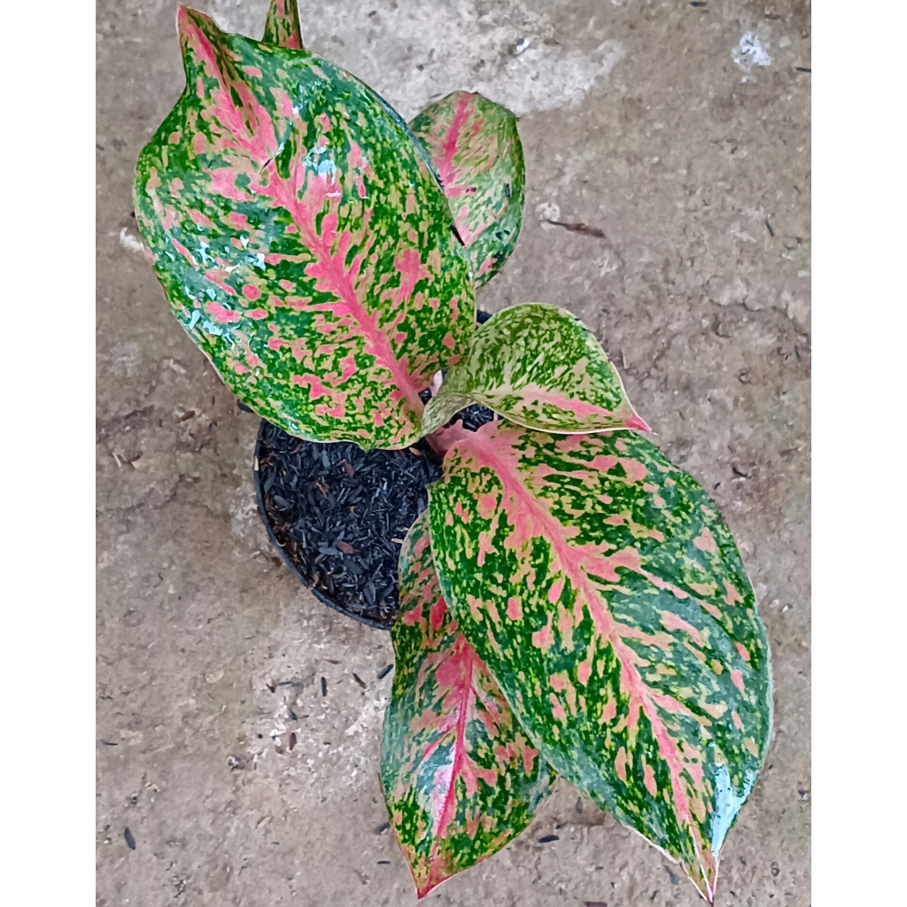 AGLAONEMA "STRIPTIS"