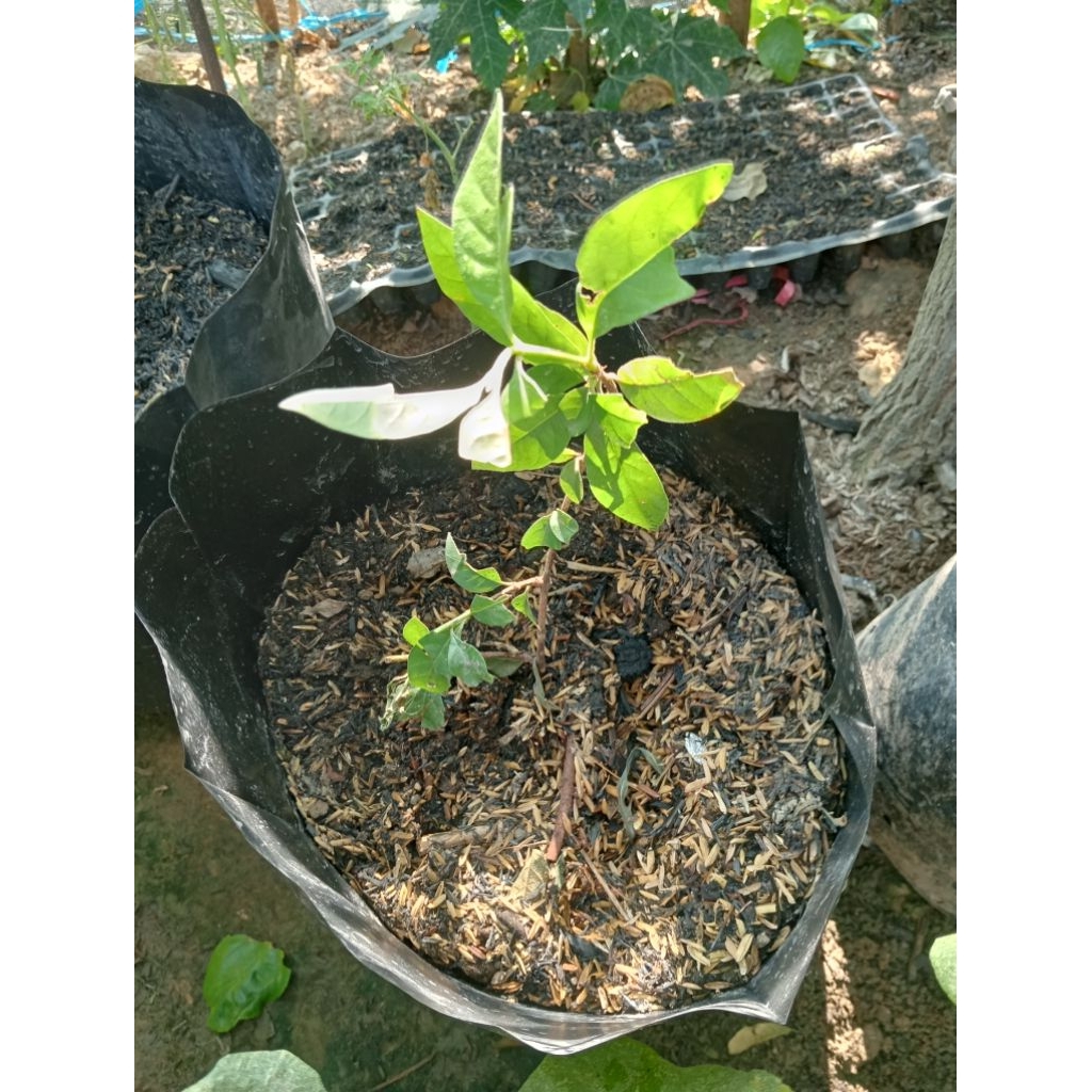 bibit buah apel fuji