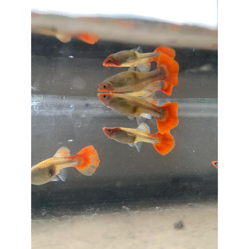 TERMURAH jual ikan guppy hias aquarium sepasang jantan/betina