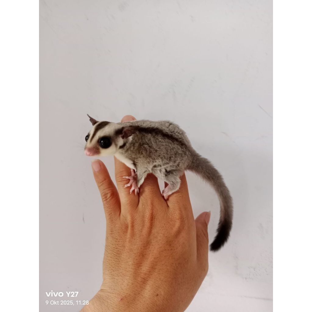 Sugar glider classic grey joey