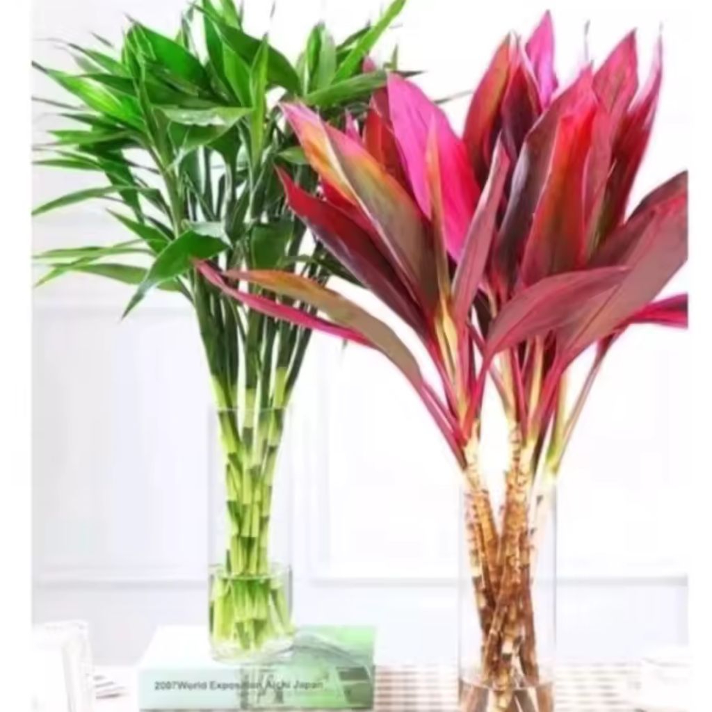 Tanaman Hias Sri Rejeki Bambu Hoki Tanaman Sri Rejeki