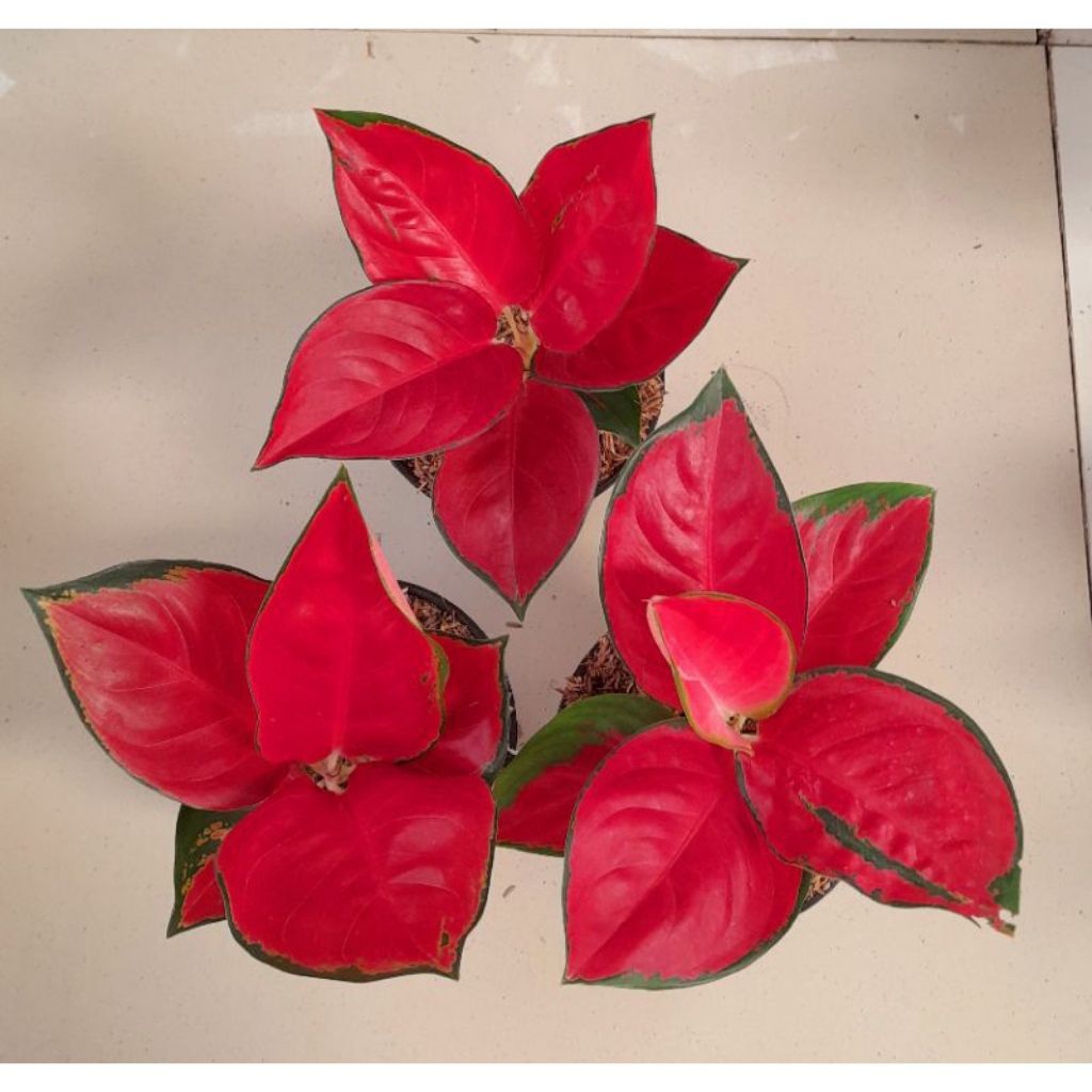 Bunga aglonema suksom berbagai jenis bunga