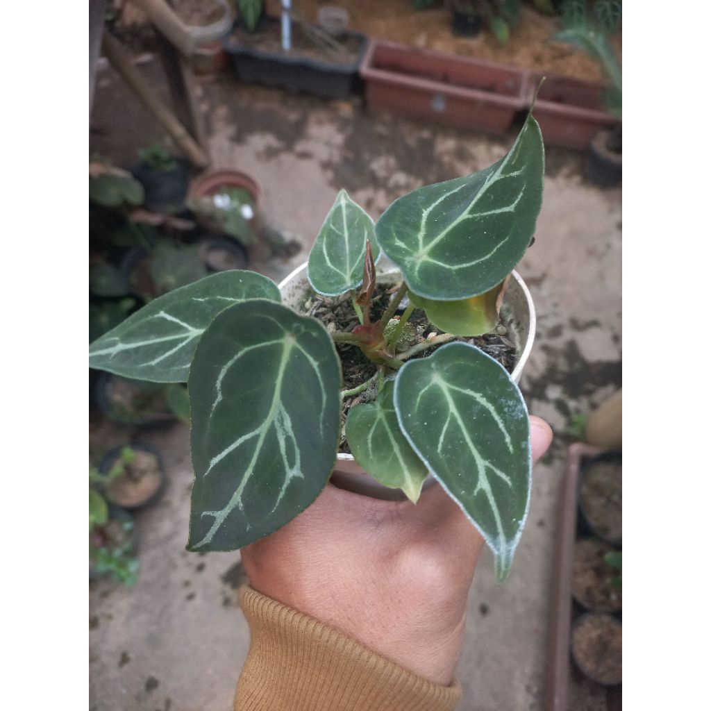 Tanaman Hias Antharium Forgetii/Forgettii/Forgeti Thunderbolt / Kuping Gajah forgetti Tunderbolt