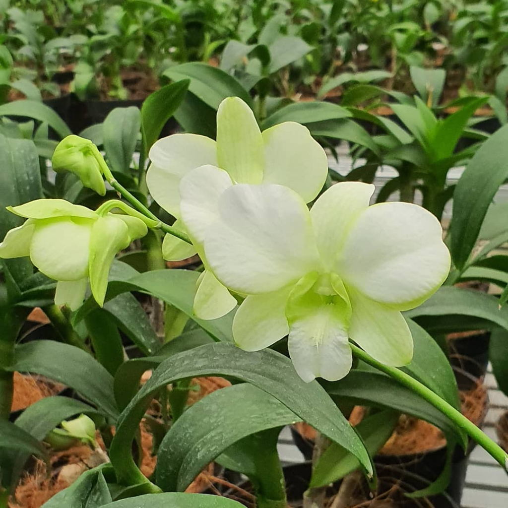 [ DEWASA ] Dendrobium Erawan Green – Anggrek Premium Warna Putih Hijau yang Menenangkan Mata