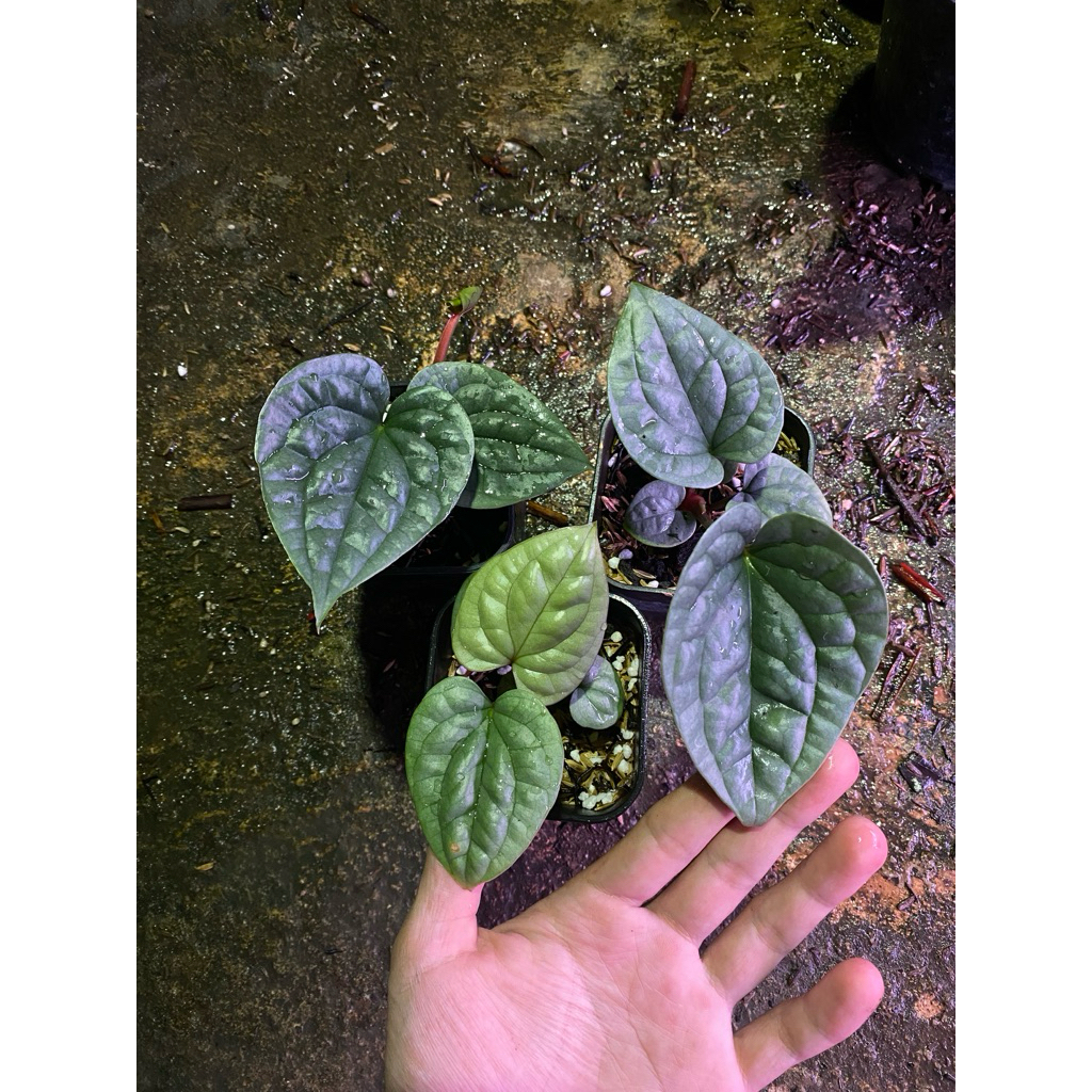 Anthurium Luxurian ecuador selfing(seed)
