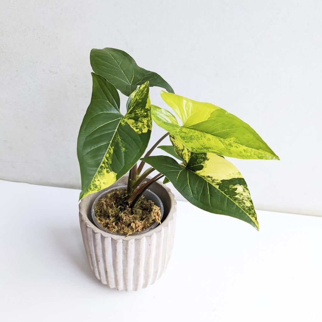 Promo COD tanaman hias syngonium variegata kuning - syngonium aurea - syngonium variegata aurea - sy