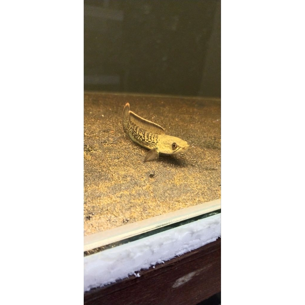 box isi chana stewarti