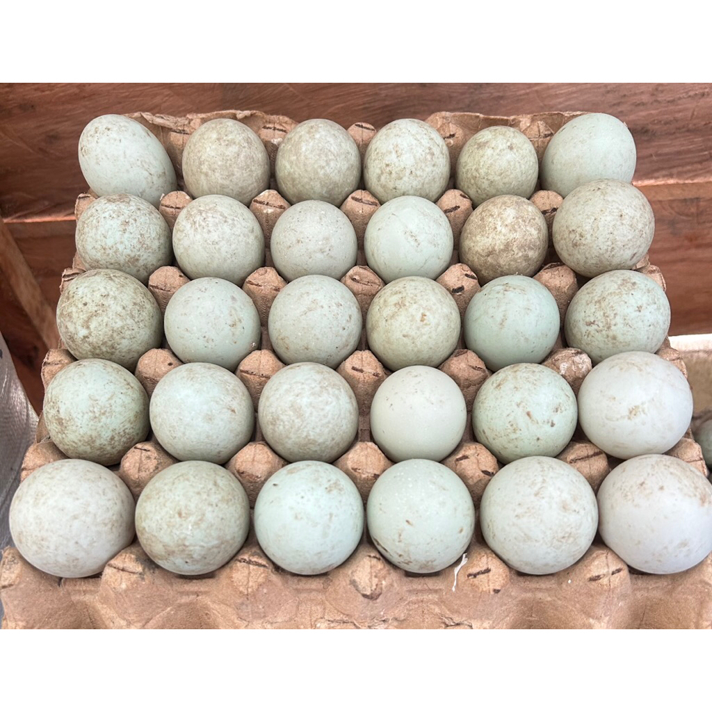 Telur bebek kandang 1/2 rak dan 1 rak