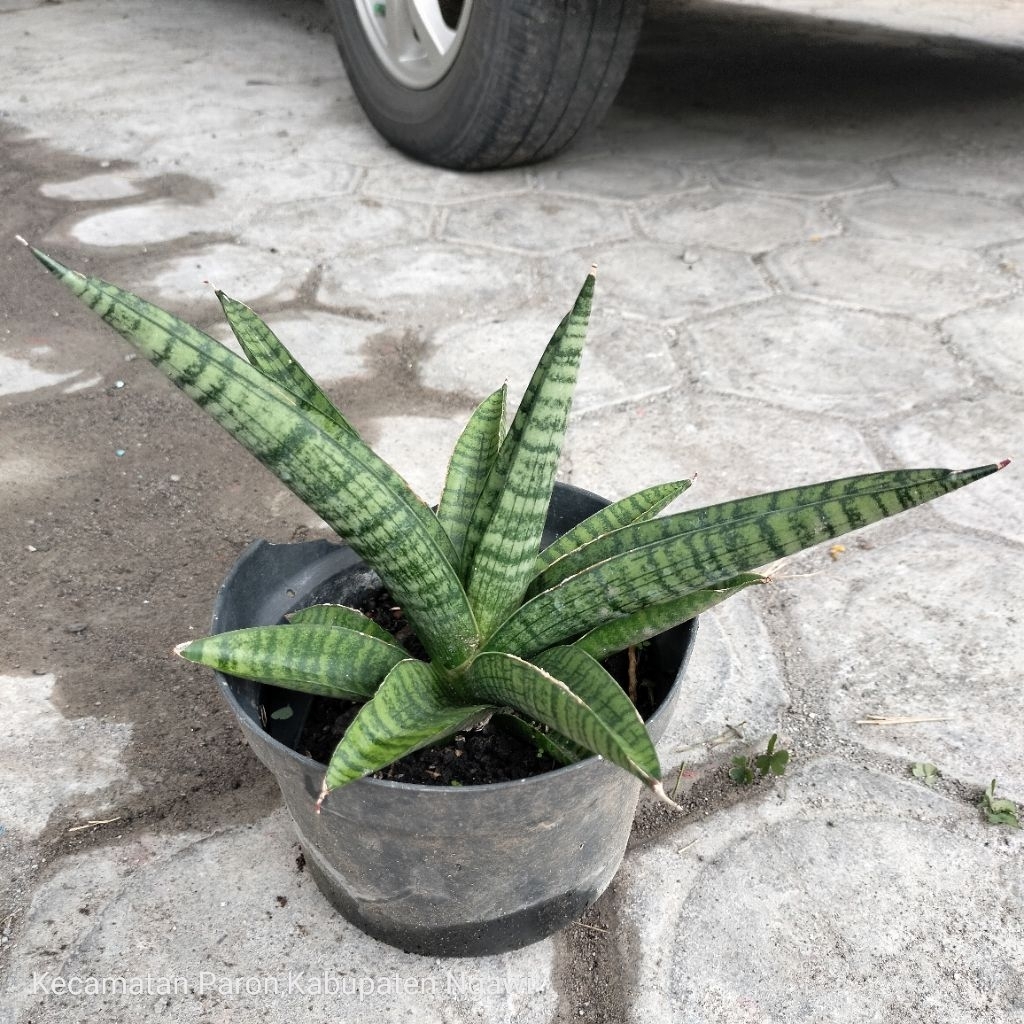 Sansevieria Hibryd Marsha Anjani