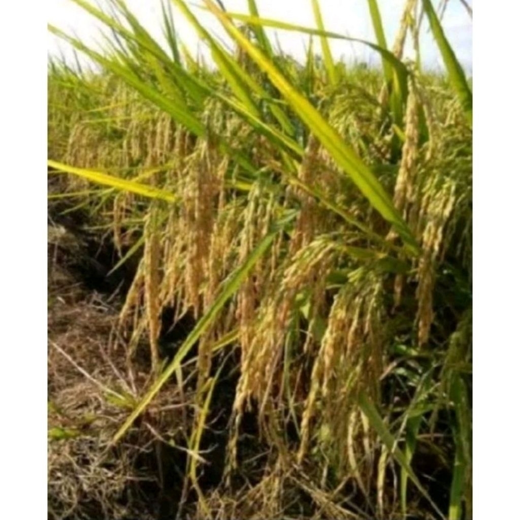 benih padi inpari 42 1kg