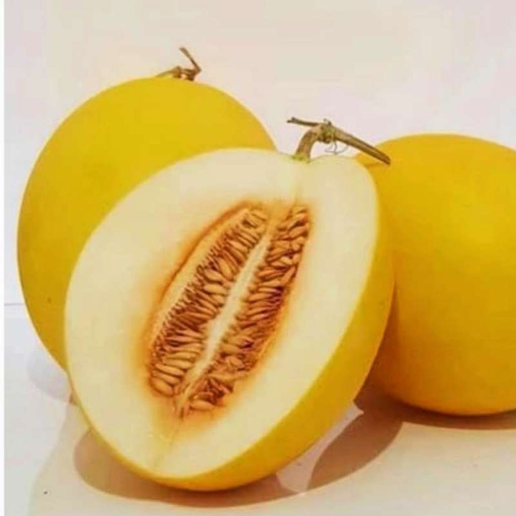 Golden Melon Sunpride 1buah