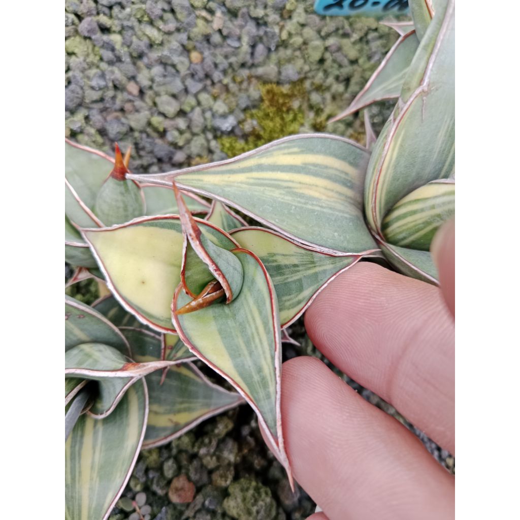 sansevieria pingui variegata +-5cm / lidah mertua pingui