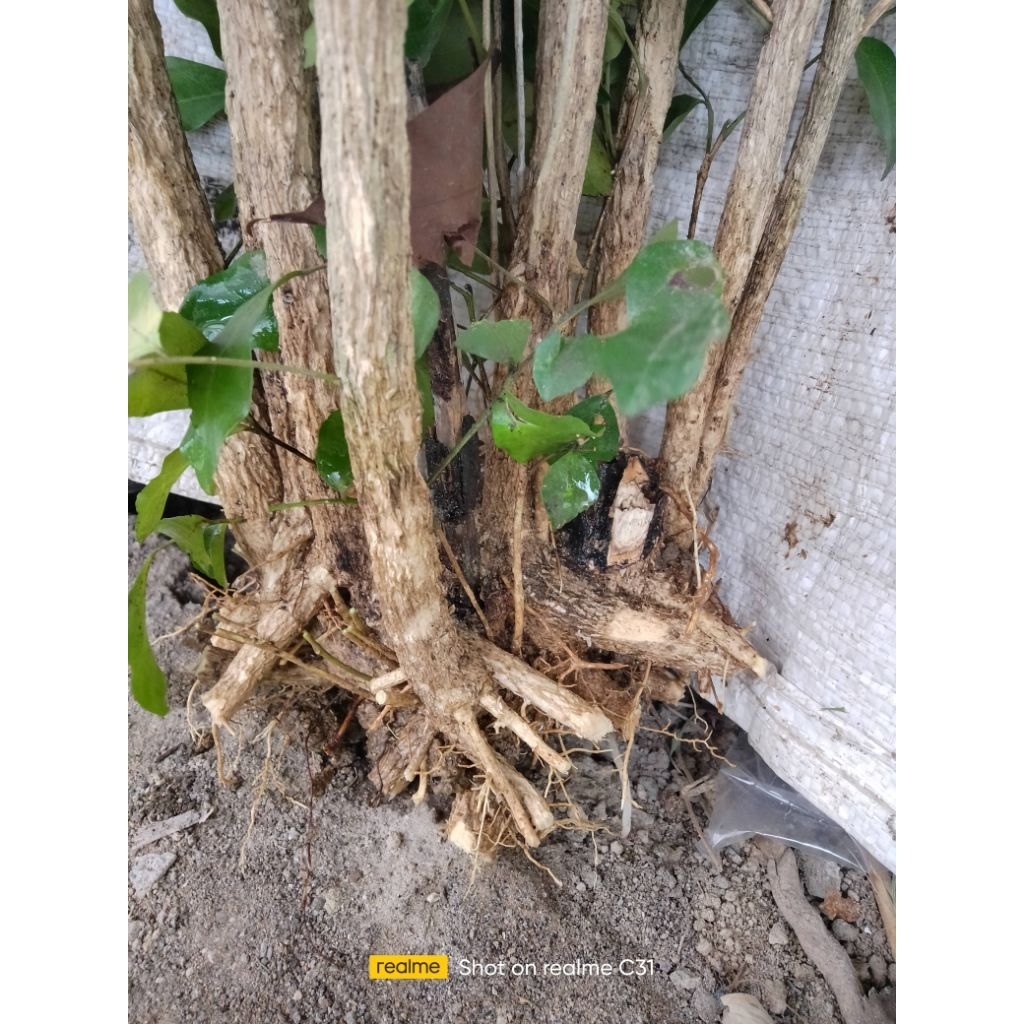 Kyoolaa Fres Dongkel Tanaman Kemuning Bahan Bonsai