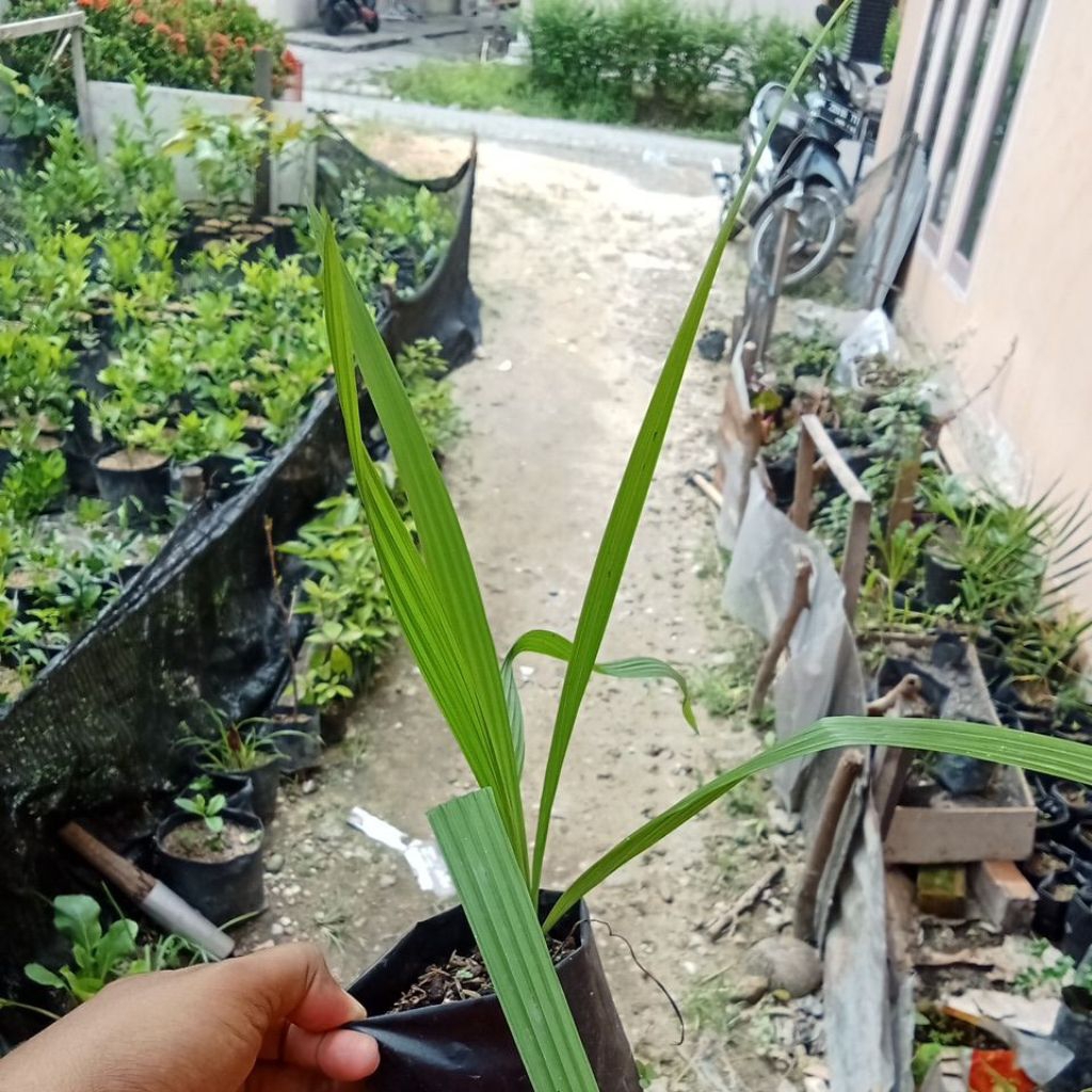 Herbal Bawang Dayak bibit bawang dayak