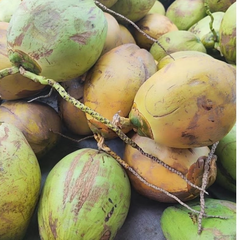 kelapa muda /degan sudah dikupas