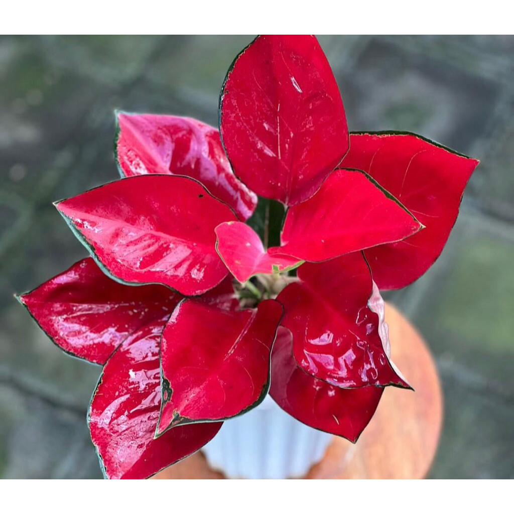 Aglonema Suksom Jaipong baby - Tanamanhias aglonema suksom jaipong anakan terlalis