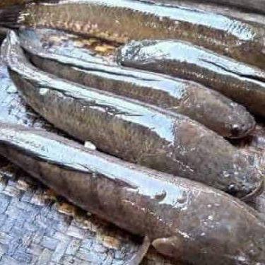 Ikan Gabus Segar 1kg| 500gr