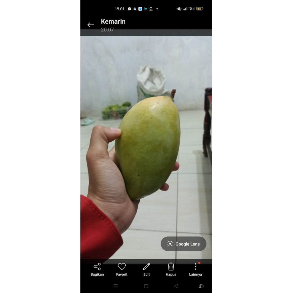 okyong mangga Thailand manis