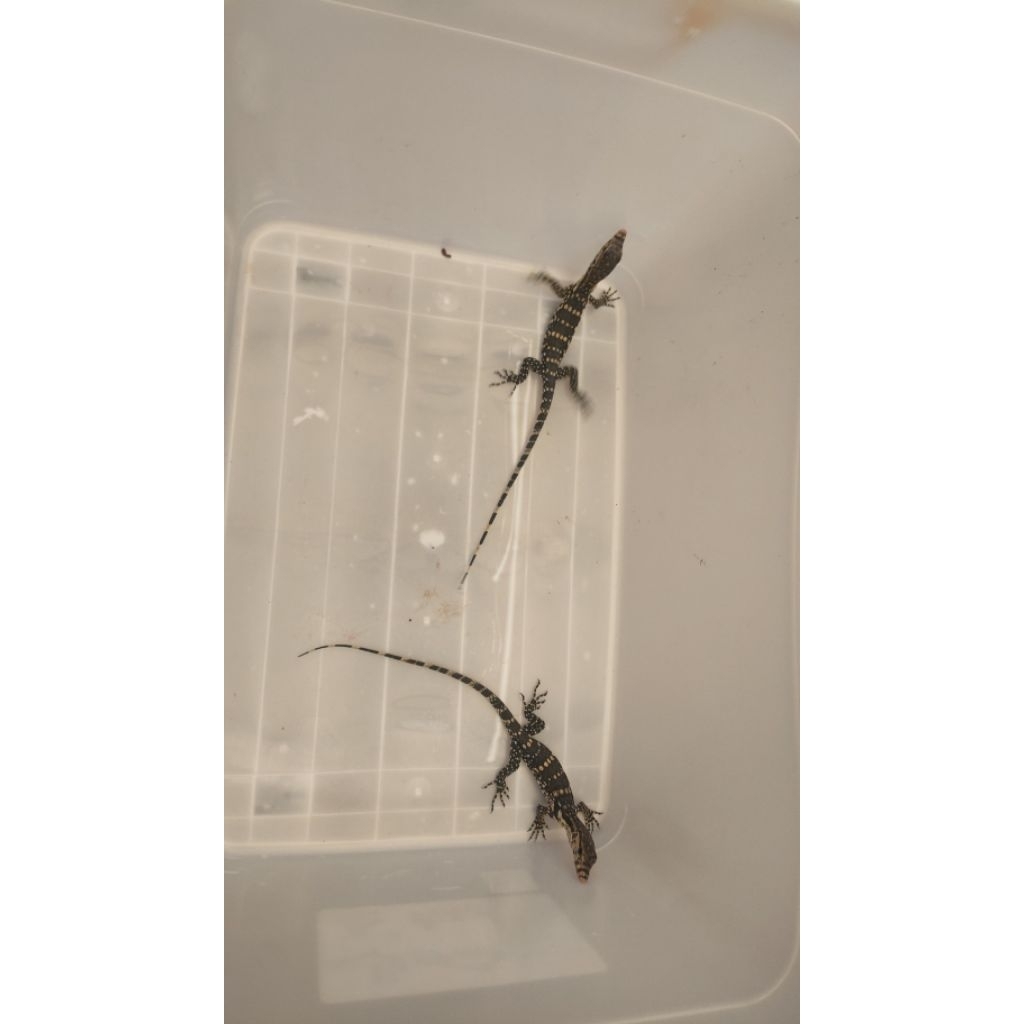 Baby Salvator (hidup) Biawak, Nyambek