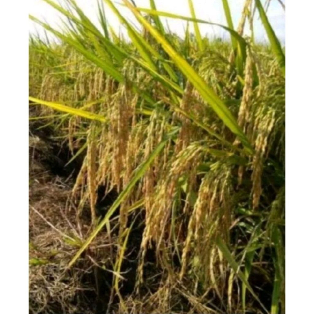 Benih padi Inpari 42 jumbo (5kg)