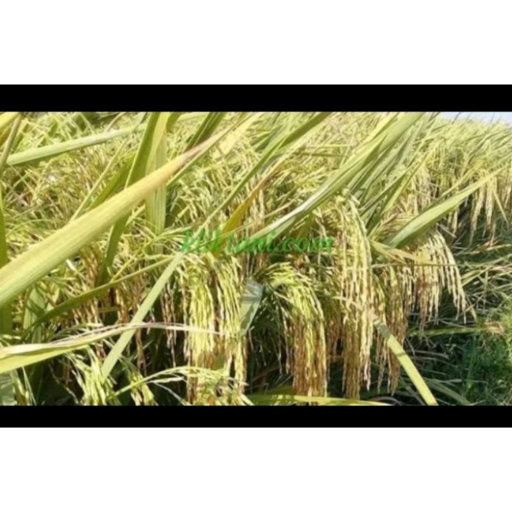 BENIH PADI CIHERANG JANGER 5kg unggul