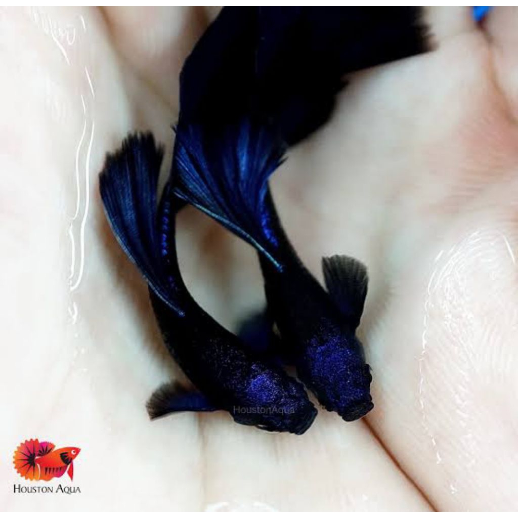 pembersih lantai super full black 2pcs guppy