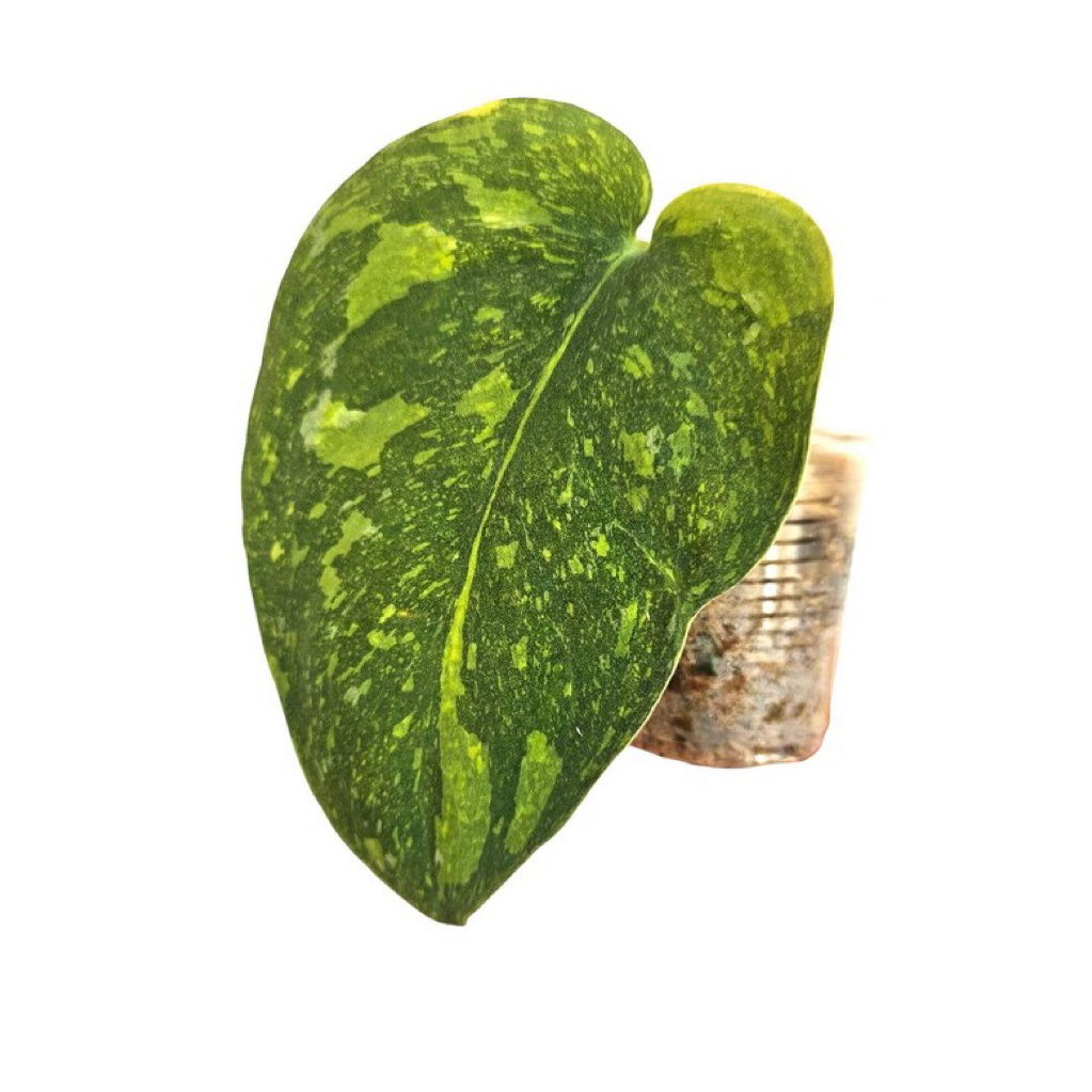 Scindapsus Baticon Variegata Sp. Kalimantan / Tanaman Hias Skindapsus Batikon Variegated