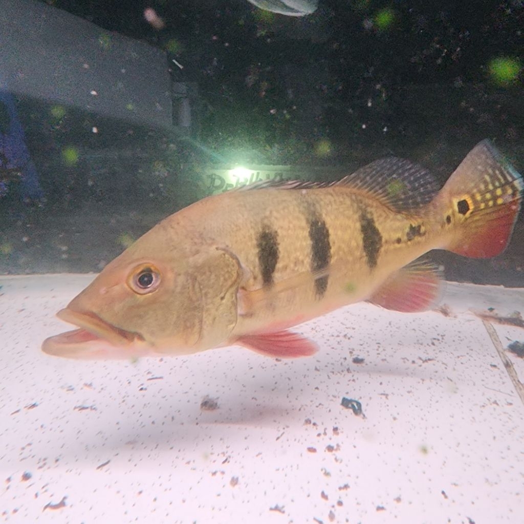 hiasan akuarium pbass mono 18 20cm besar