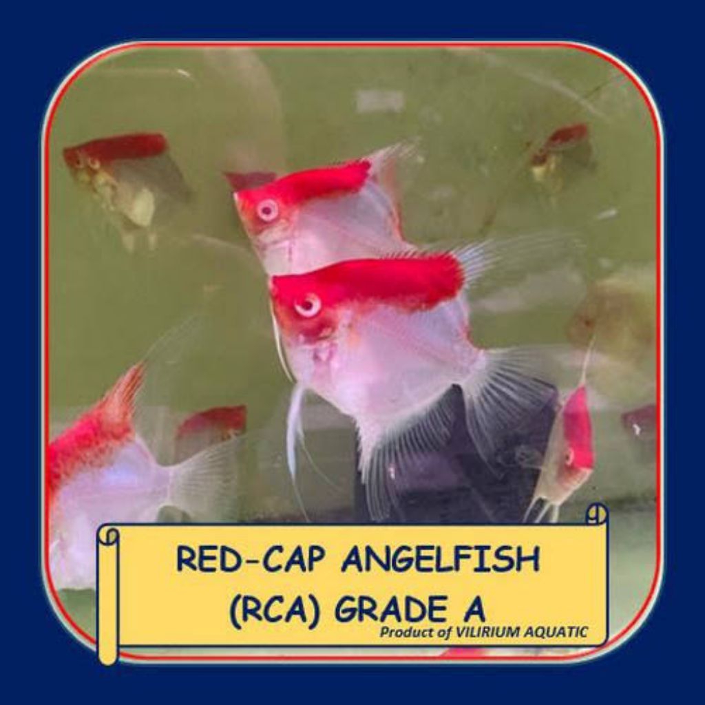Manfish Red Cap Albino 2.5 3 Cm Top Grade - ETALASE AQUARIUM