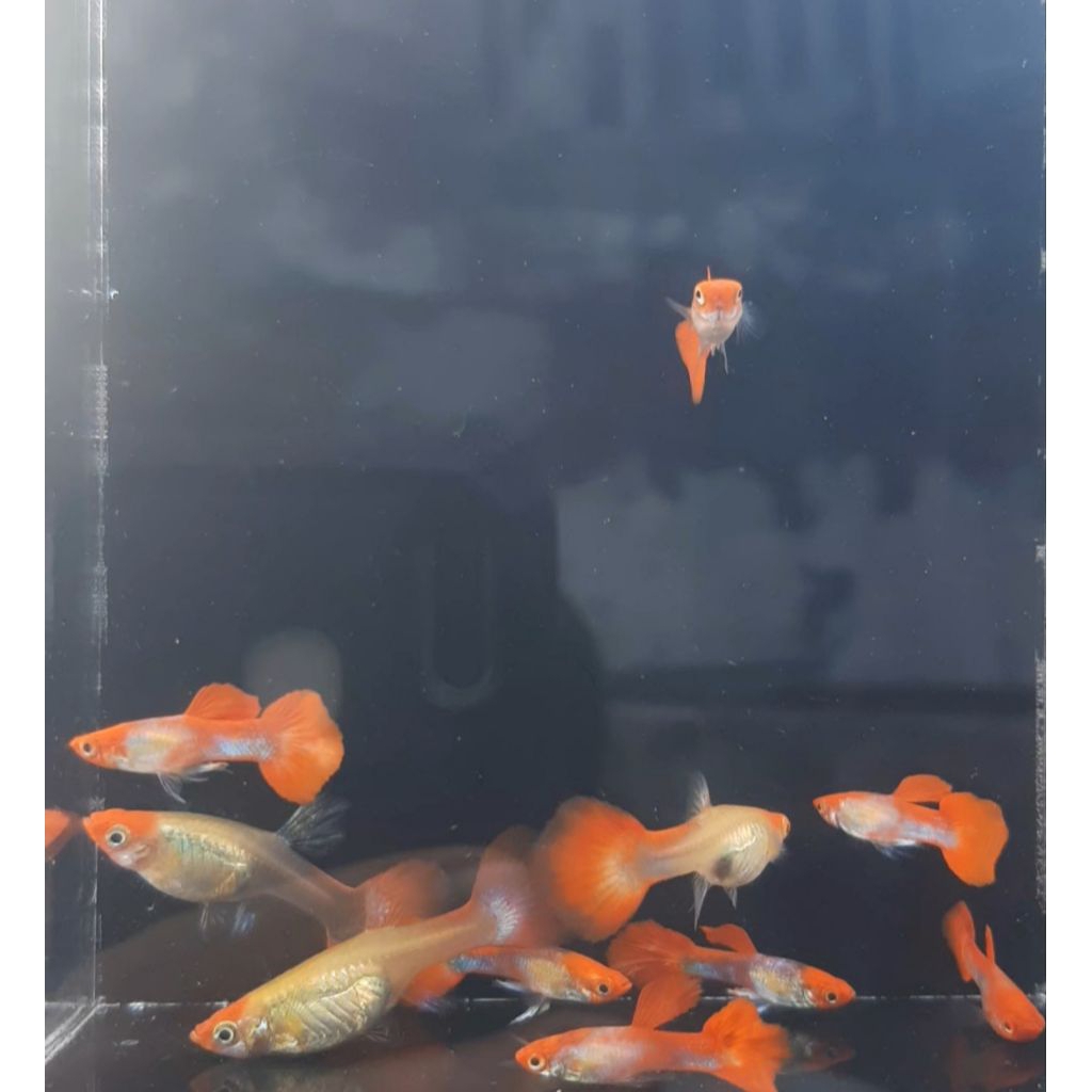 hiasan aquarium guppy blonde red koi(spasang)