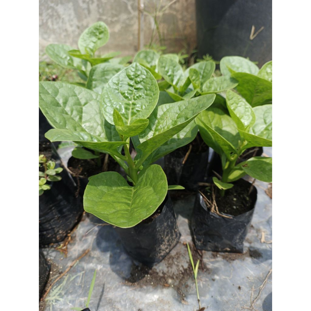 BIBIT TANAMAN BAYAM MALABAR, BAYAM RAMBAT