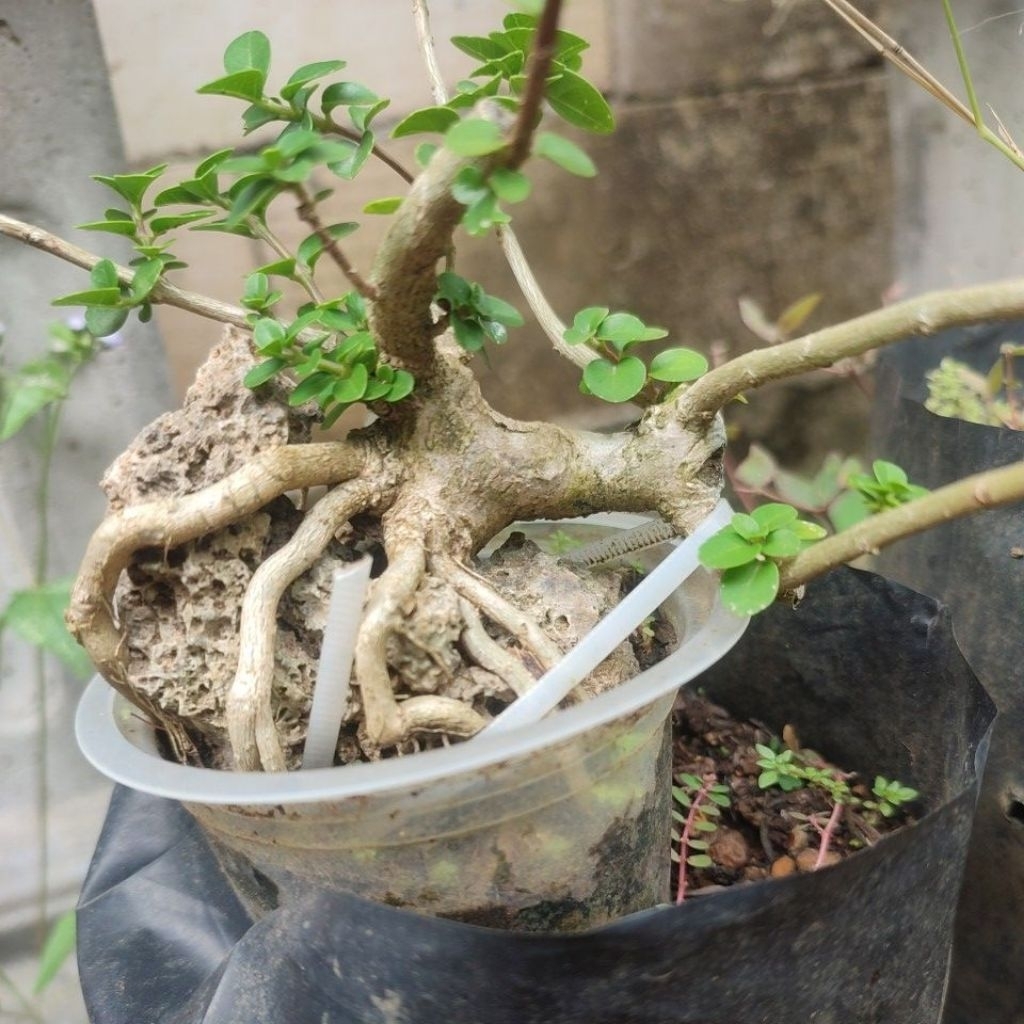 Sancang shito on the rock