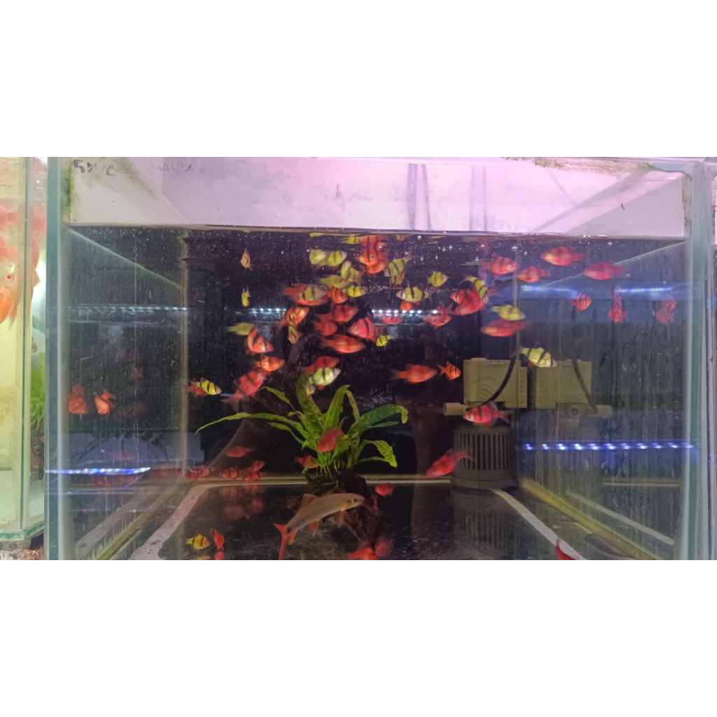 IKAN SUMTRA glowfish