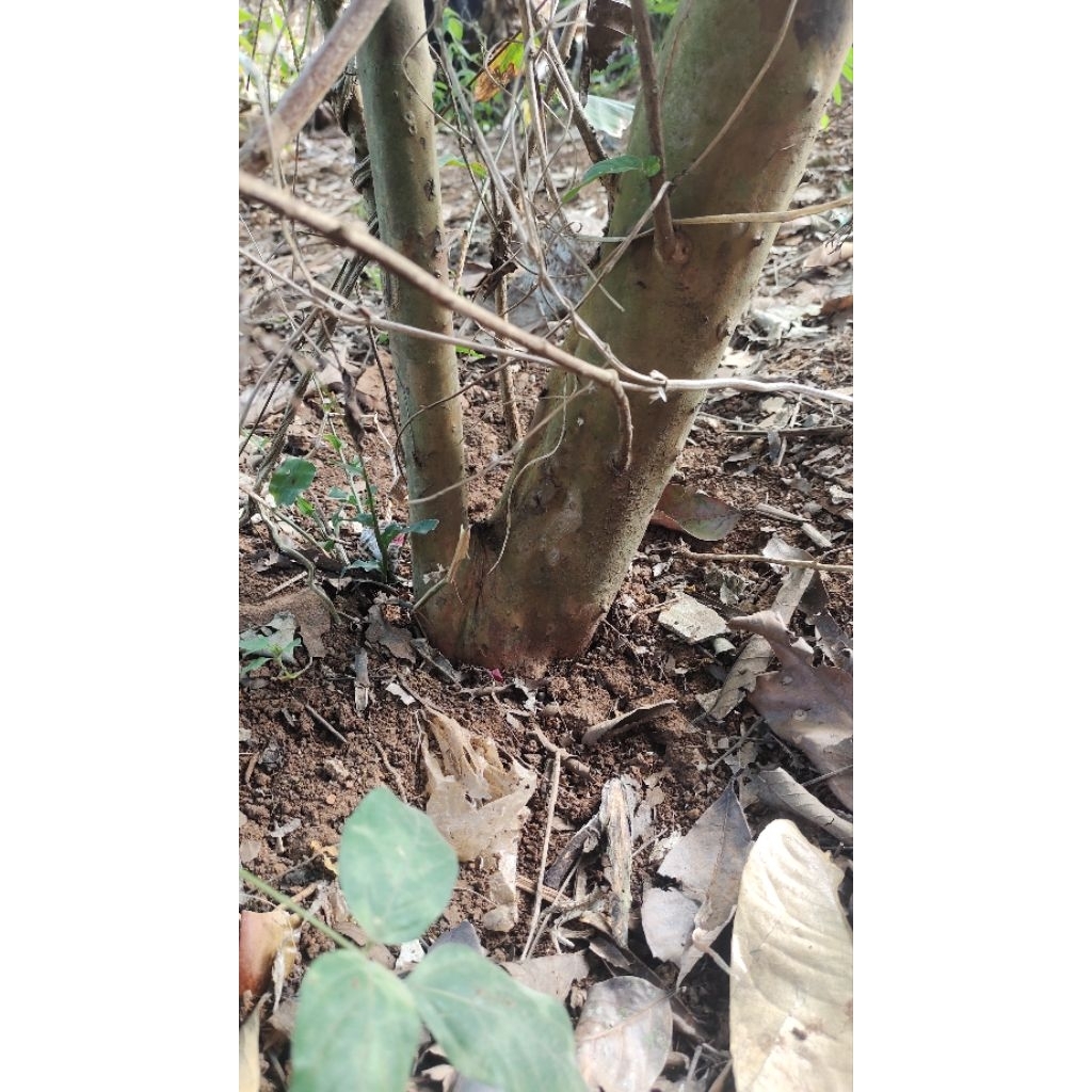 bahan bonsai dongkelan buah jambu biji merah di dongkel saat ada orderan masuk