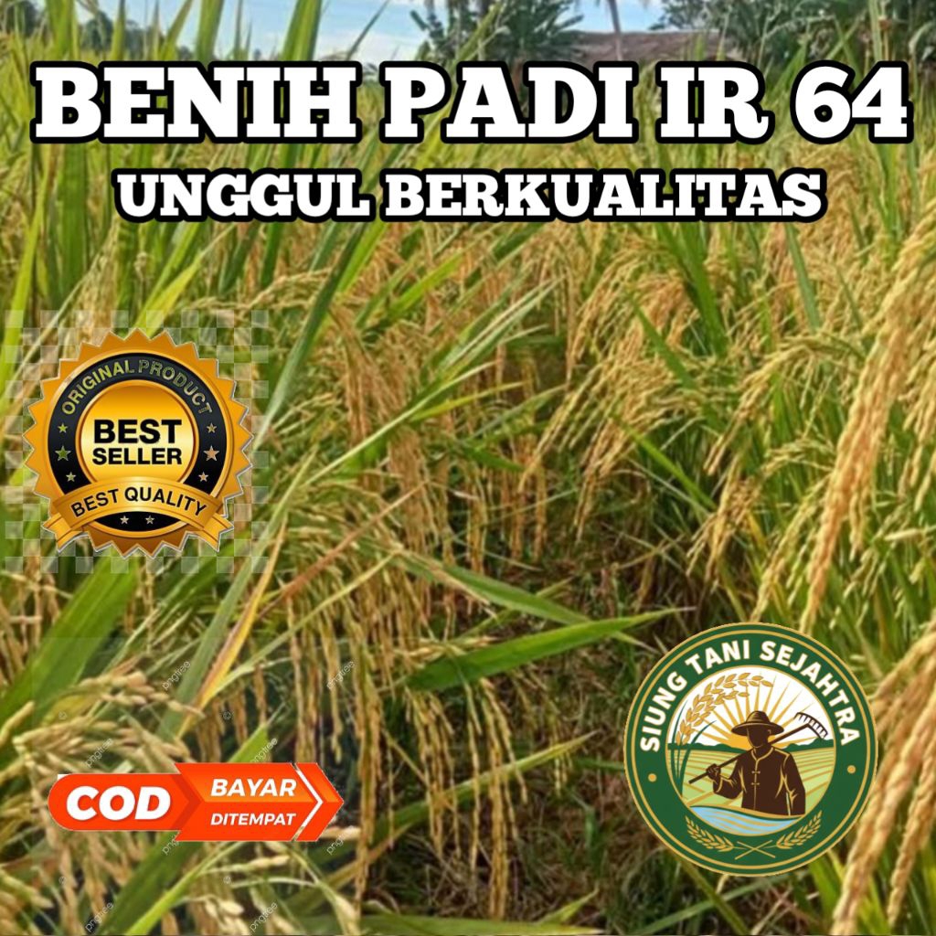 (1 KG) BENIH BIBIT PADI IR 64 UNGGUL BERKUALITAS