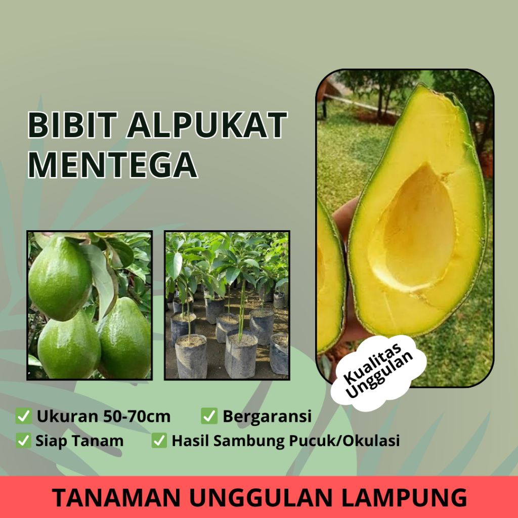 ( 1PCS ) BIBIT BUAH ALPUKAT MENTEGA - BIBIT ALPUKAT MENTEGA - ALPUKAT MENTEGA - BIBIT BUAH ALPUKAT S