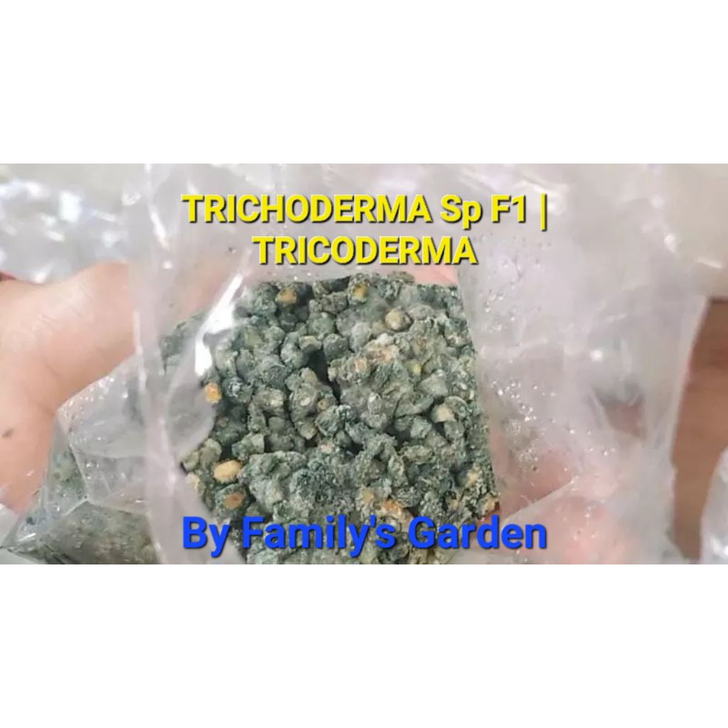 TRICHODERMA Sp F1 | TRICODERMA