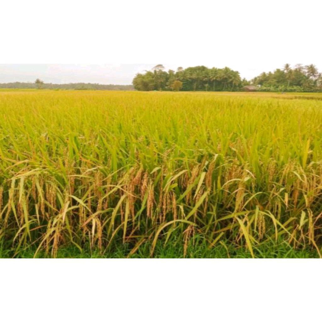 BENIH PADI PANDAN WANGI 5KG