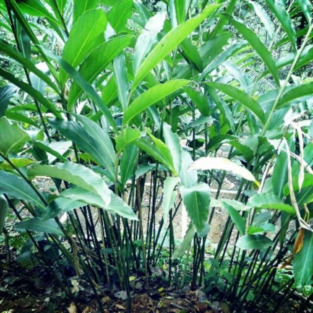 5 Batang Bibit Kapulaga | Bibit Kapulaga Hibrida | Kapulaga Jawa | Kapol Siap Kirim ke Rumah Anda