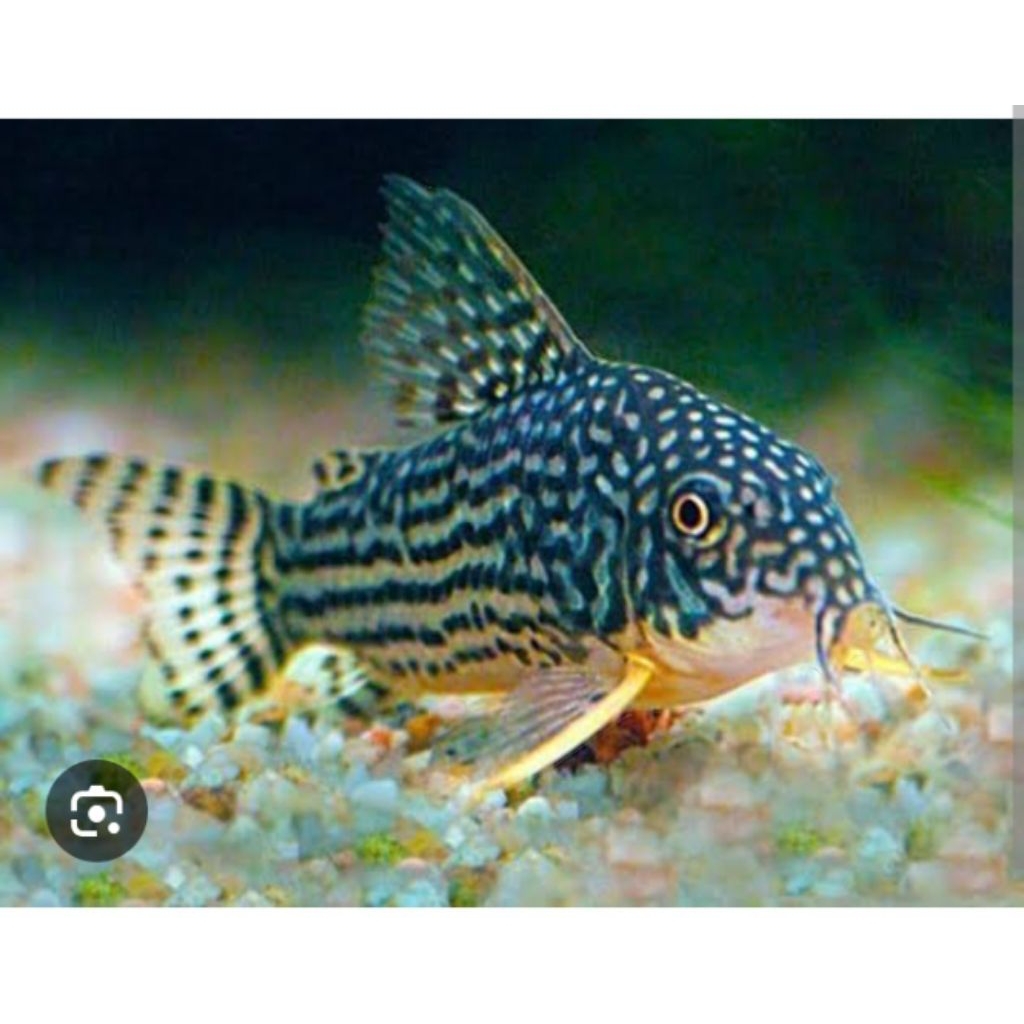 sterbye_corydoras