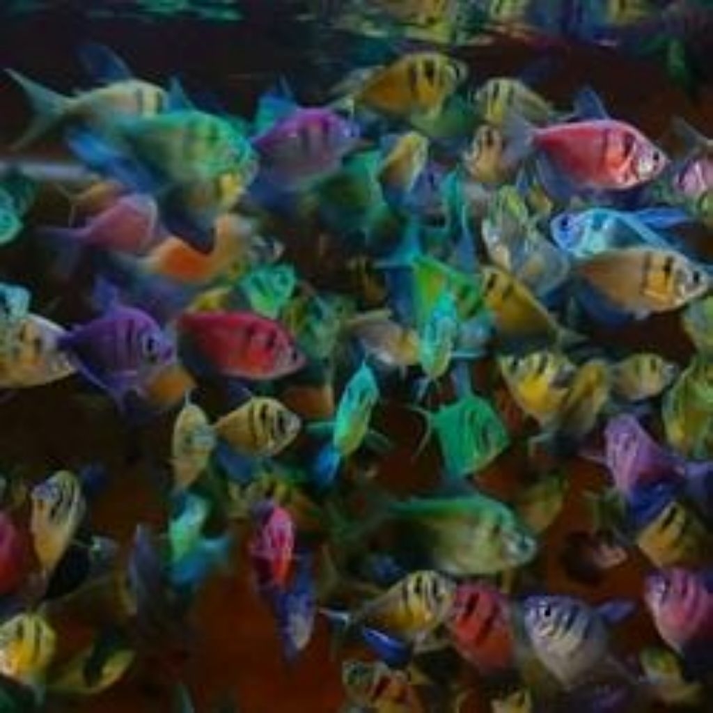 TERLARIS, ikan glow pish Tetra by request.