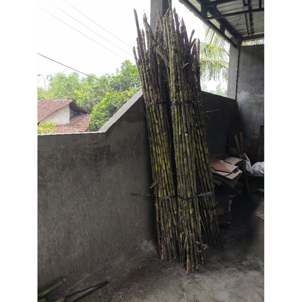 Tebu Ijo Kediri Jual Per Kg