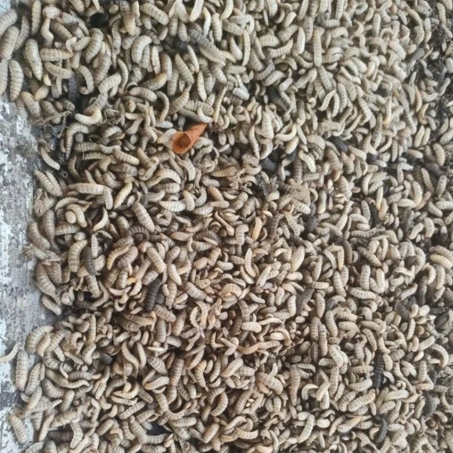Maggot BSF Hidup Kualitas Super 250 Gram